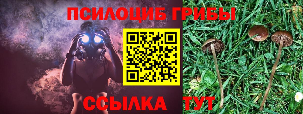Галлюциногенные грибы Psilocybine cubensis  Псилоцибиновые грибы MAGIC MUSHROOMS  Вход с VPN  Избербаш 